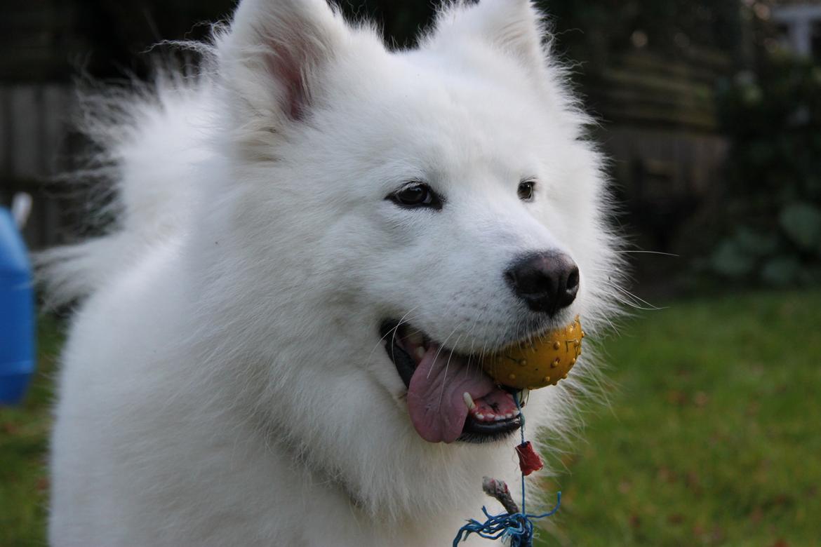 Samojedhund Cato billede 6