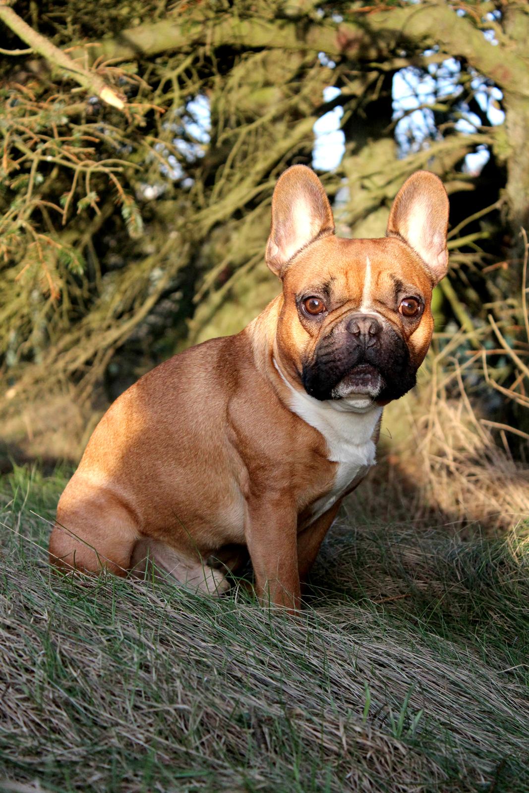 Fransk bulldog Arnold - Februar 2016 billede 6