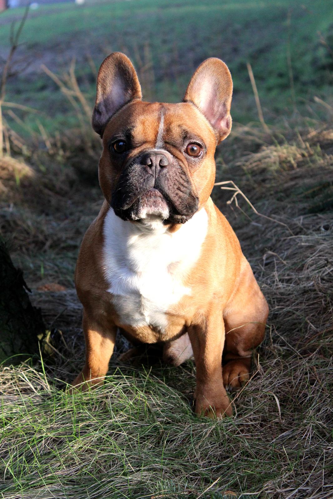 Fransk bulldog Arnold - Februar 2016 billede 7