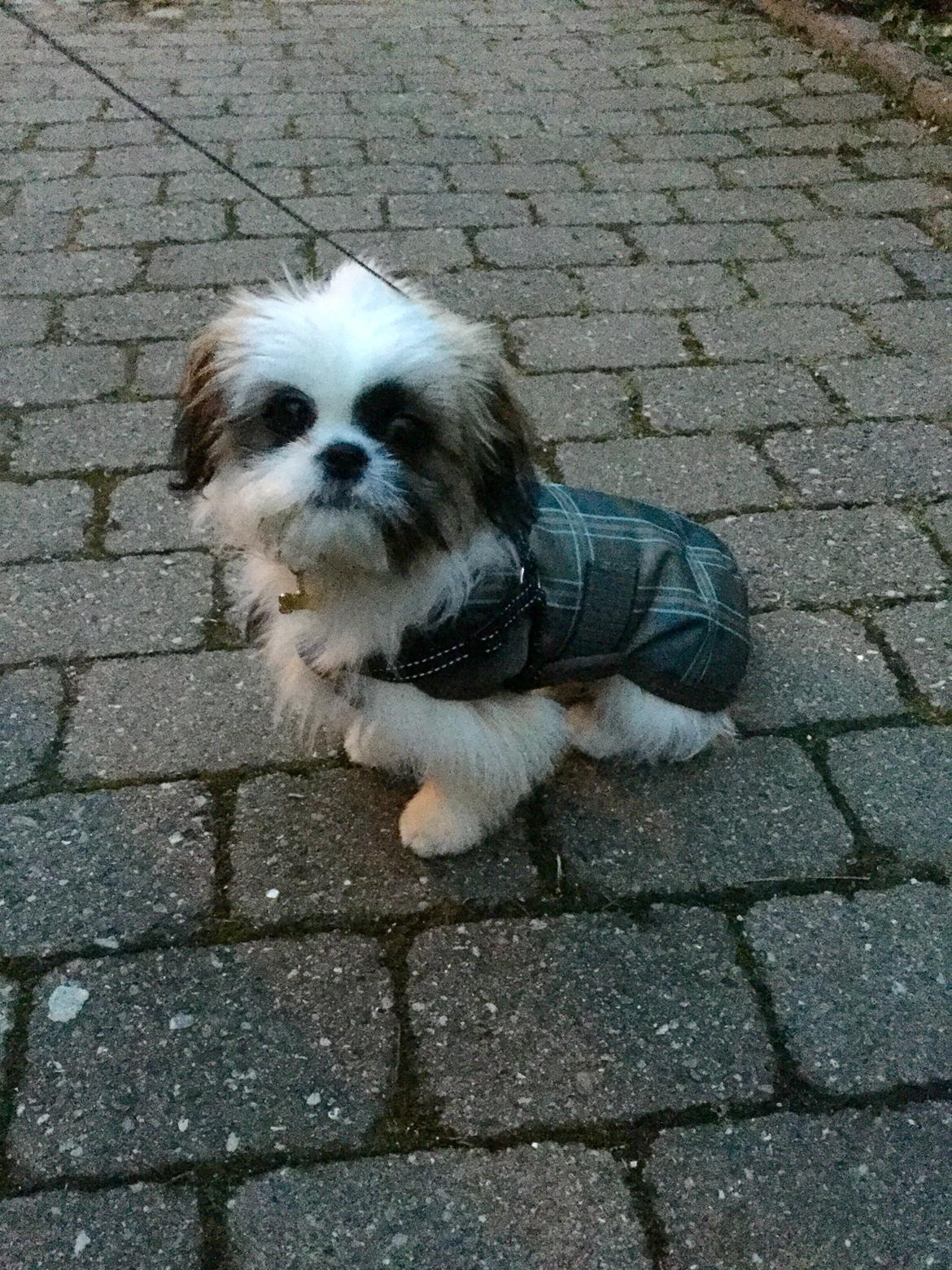 Shih tzu Felix - Felix med dækken på, for første gang. Det var han ikke vild med :-( billede 7