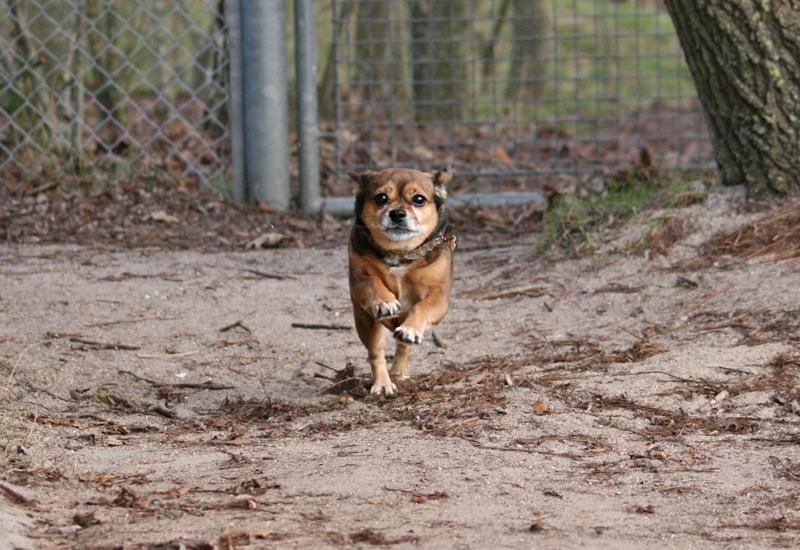 Blanding af racer Lilly billede 46