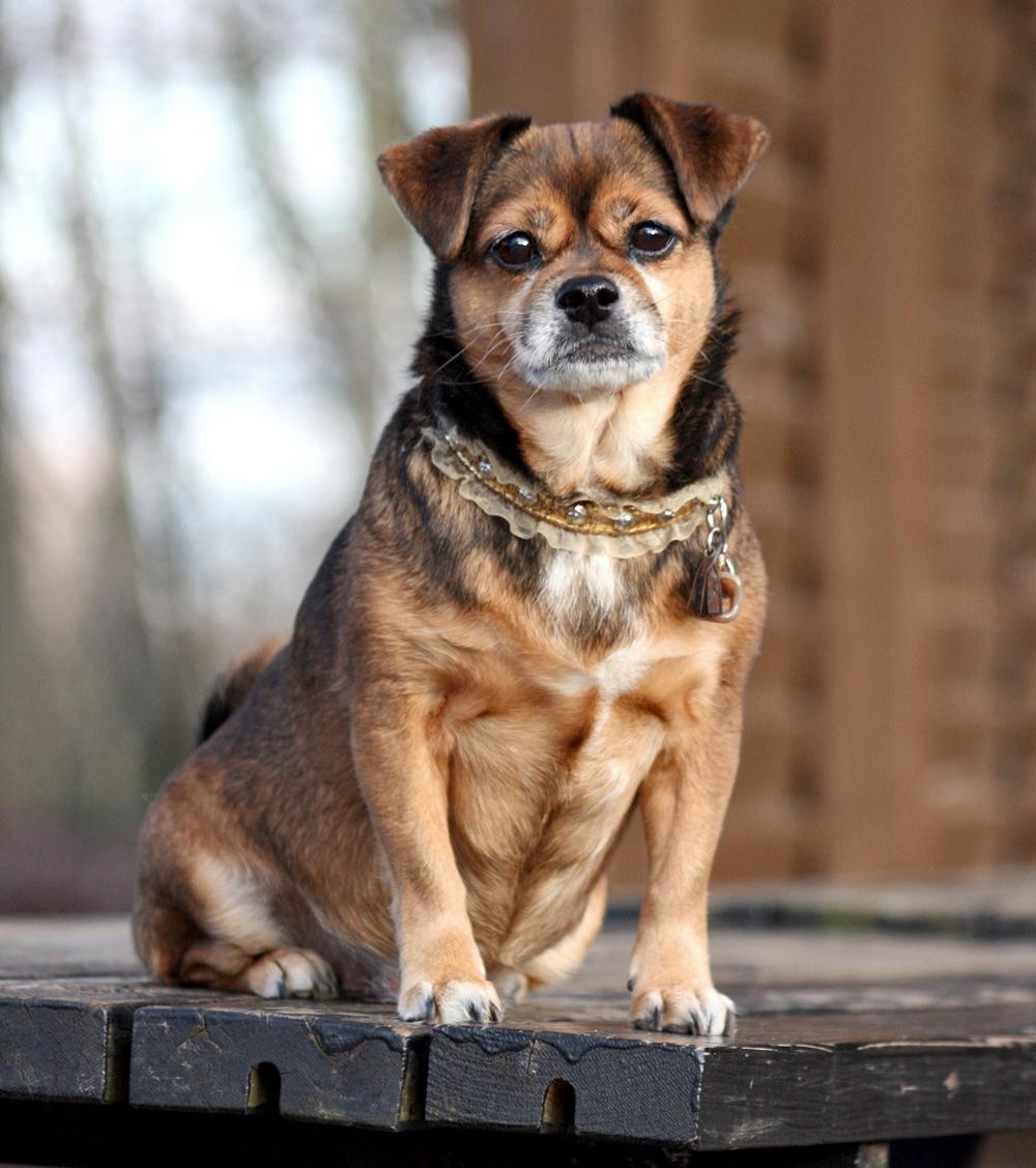 Blanding af racer Lilly - Februar 2016 billede 11