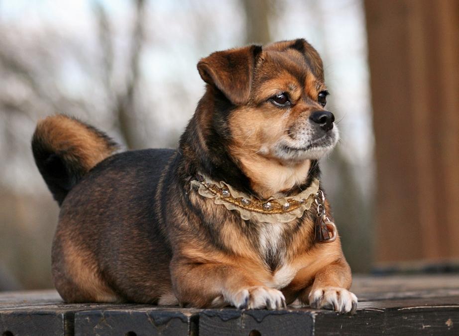 Blanding af racer Lilly billede 48