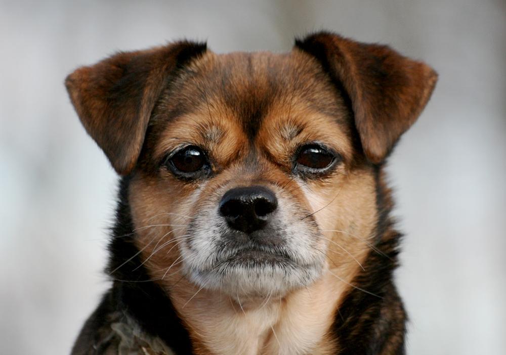 Blanding af racer Lilly billede 47