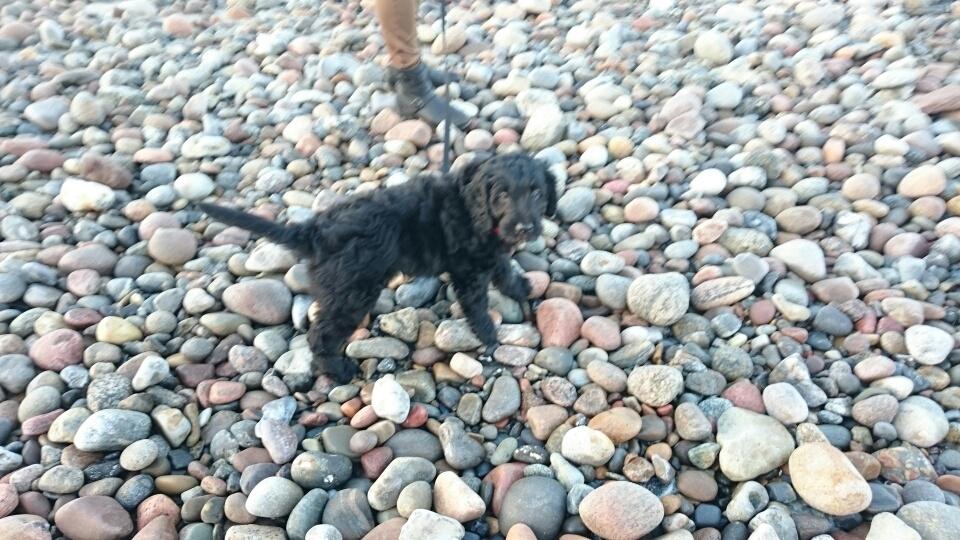 Blanding af racer (Doodle F2) Louis - 10 uger gammel. 1. men bestemt ikke sidste strandtur. Lou eeeeelsker vand billede 12