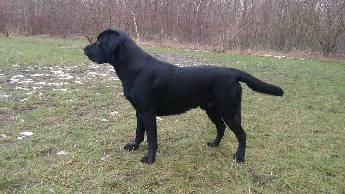 Labrador retriever Lab Kenholm Saint Louis blues (Kaldet Mickey) billede 3