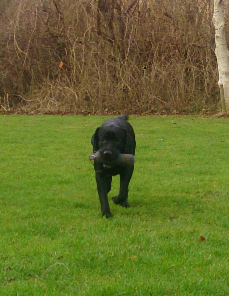 Labrador retriever Lab Kenholm Saint Louis blues (Kaldet Mickey) billede 2