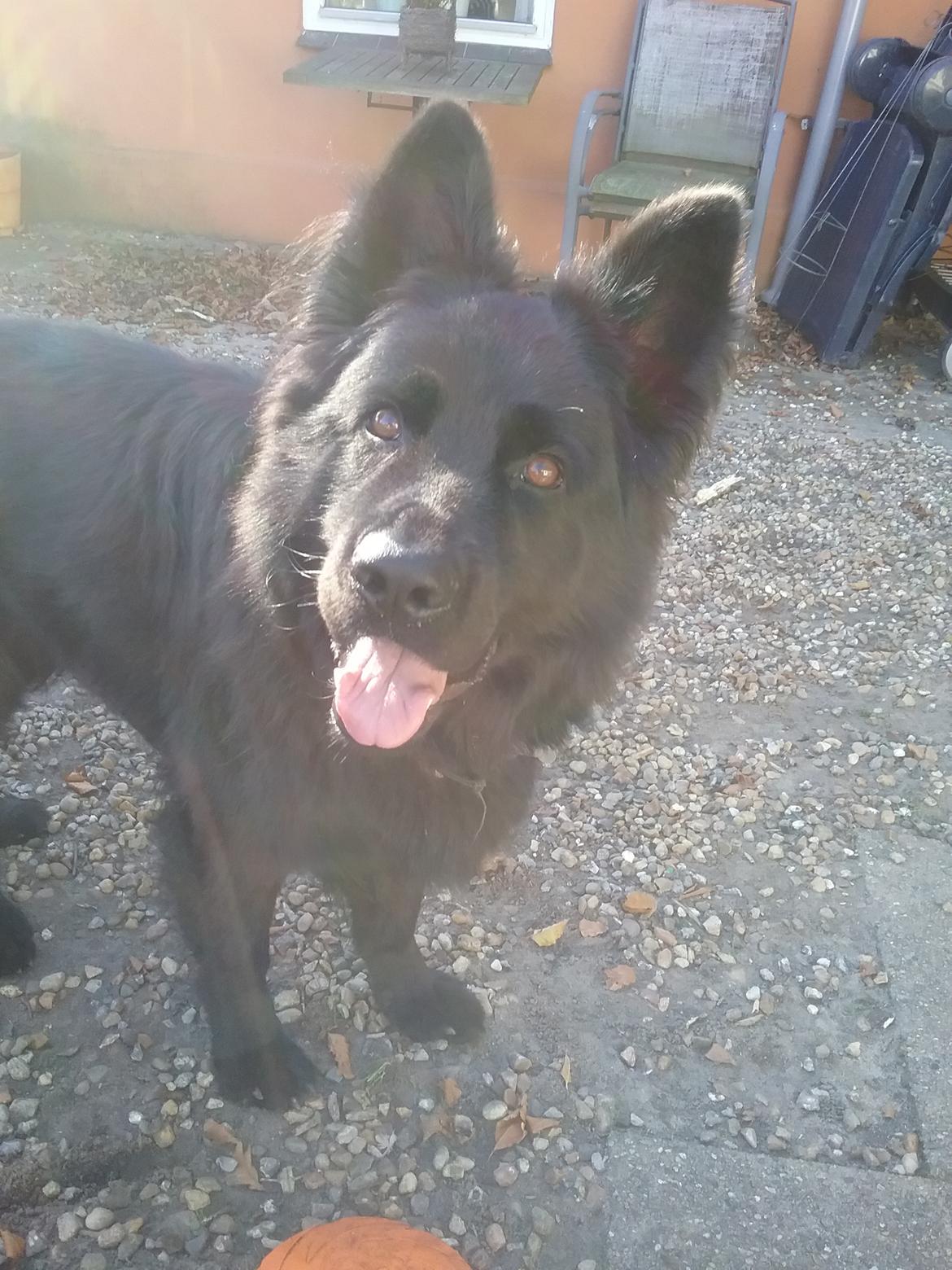 Schæferhund Alt Deutscher - Kenzo billede 13