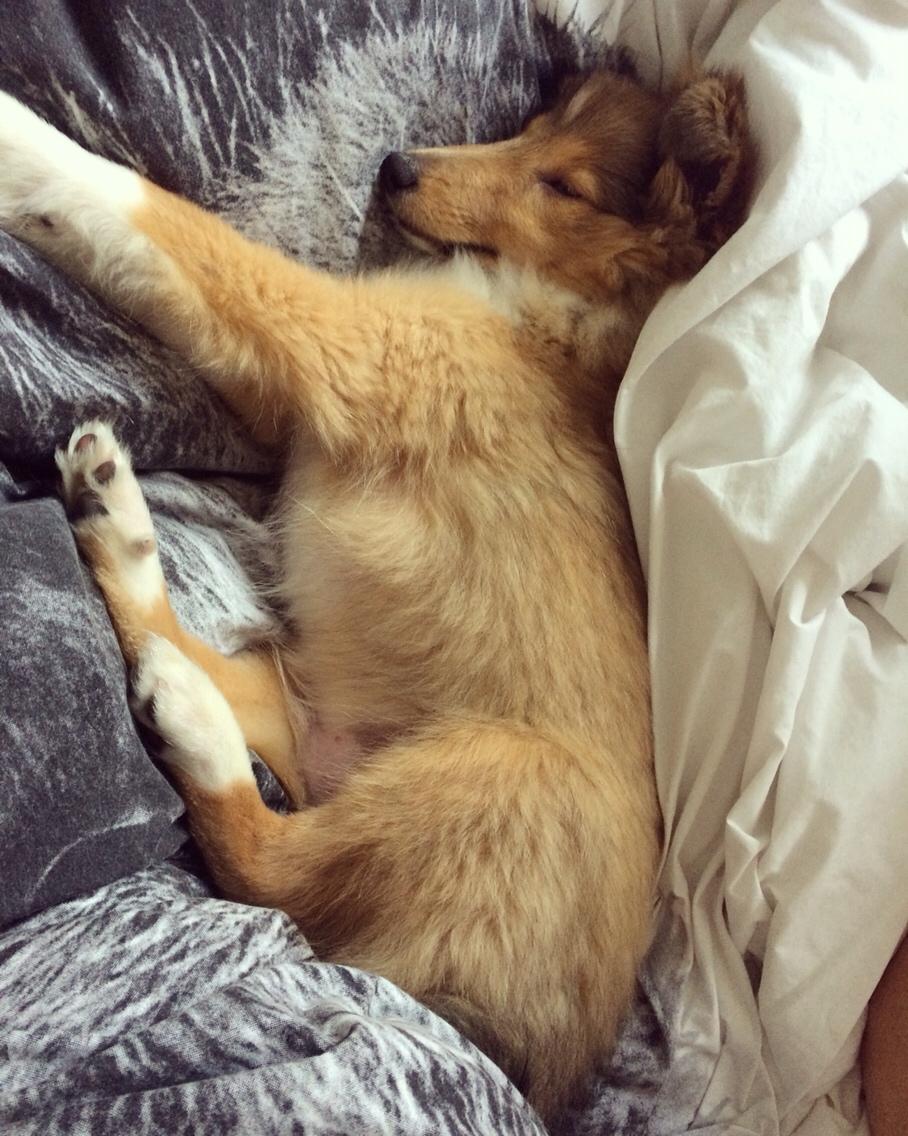 Shetland sheepdog Canto billede 39