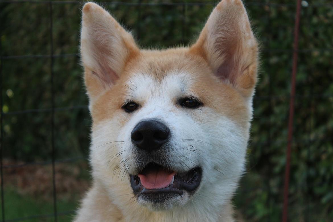 Akita inu Akihiko billede 7