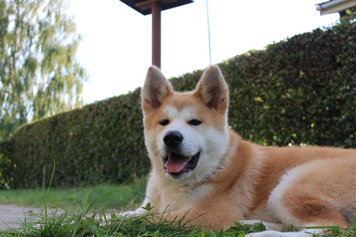 Akita inu Akihiko billede 8