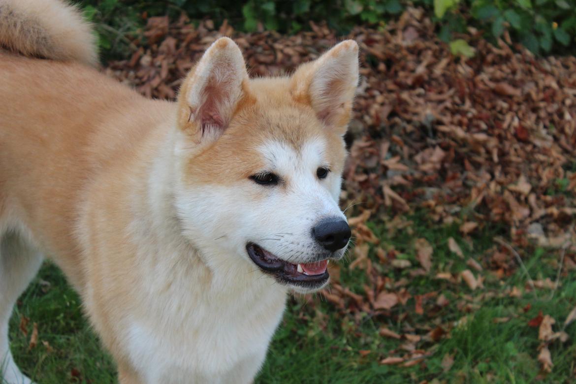 Akita inu Akihiko - Hiko 7 måneder billede 9