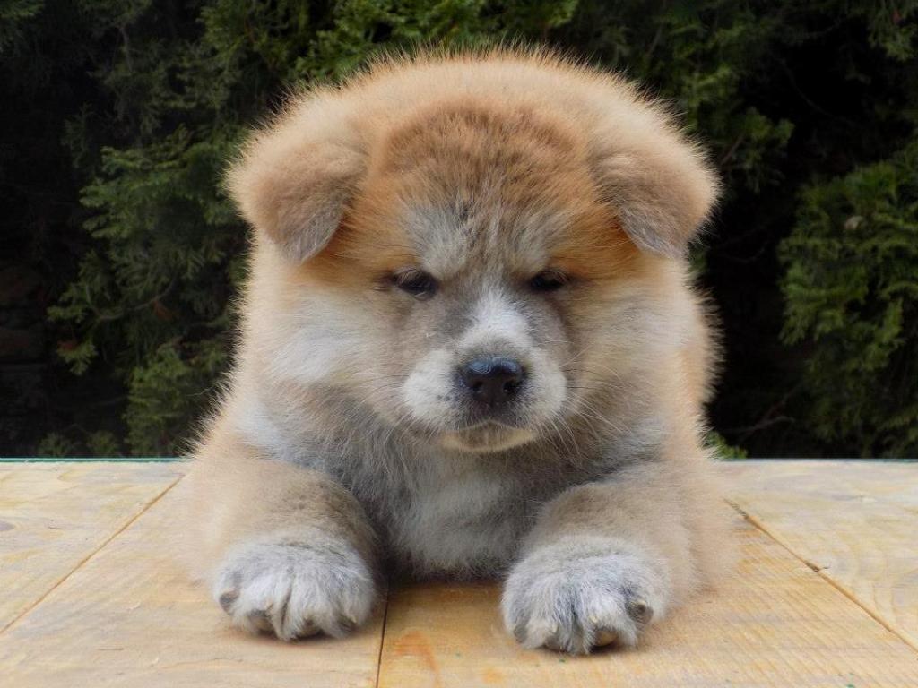 Akita inu Akihiko - Hiko 6 uger billede 14