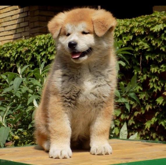 Akita inu Akihiko - Hiko 7 uger billede 12