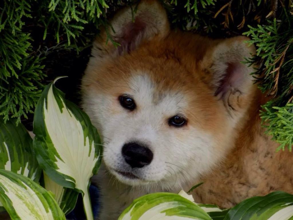 Akita inu Akihiko - Hiko 3,5 måneder billede 11