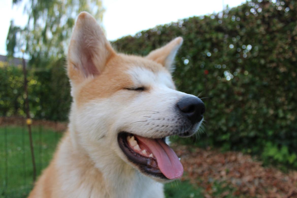 Akita inu Akihiko billede 10
