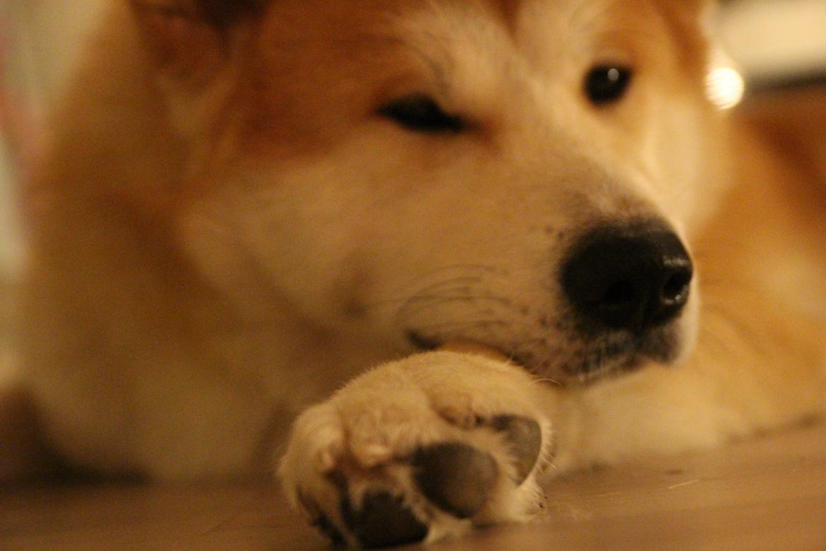 Akita inu Akihiko billede 3