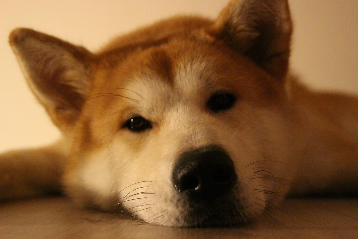 Akita inu Akihiko billede 4