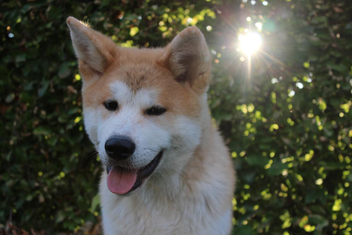 Akita inu Akihiko billede 6