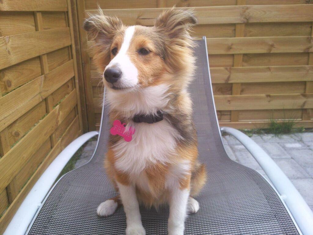 Shetland sheepdog Frida billede 1