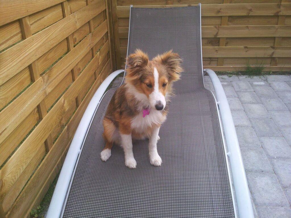 Shetland sheepdog Frida billede 2