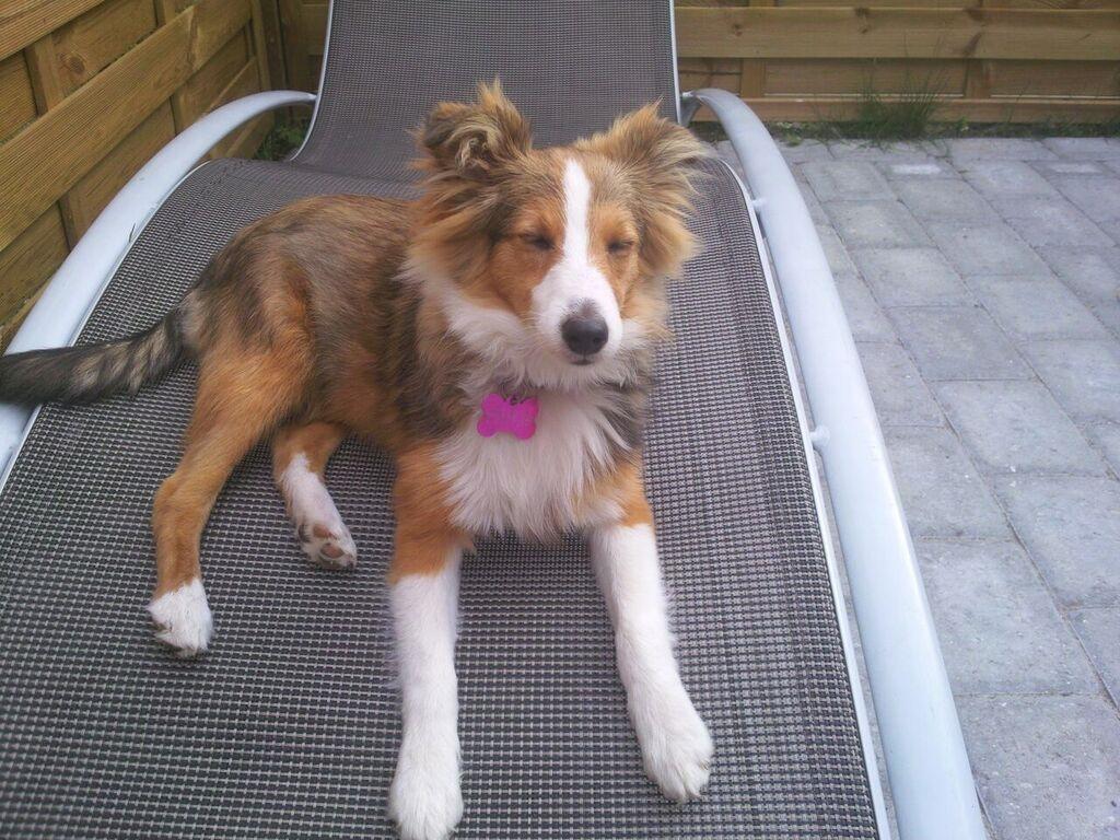 Shetland sheepdog Frida billede 3