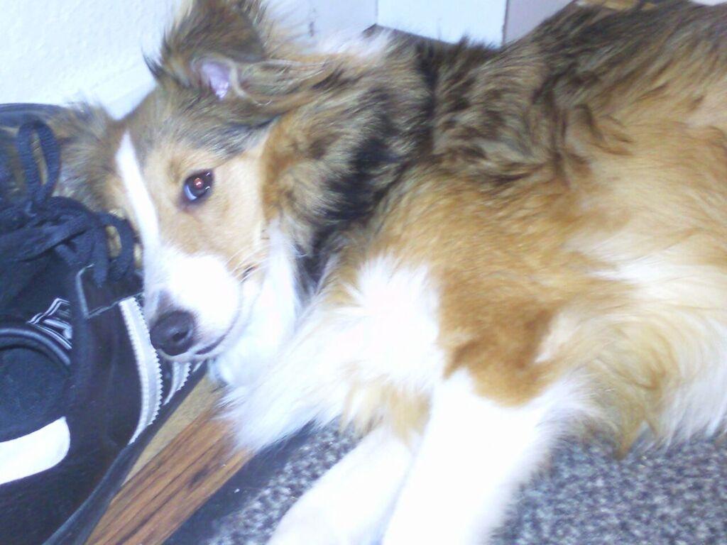 Shetland sheepdog Frida billede 4