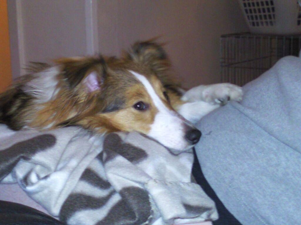 Shetland sheepdog Frida billede 5
