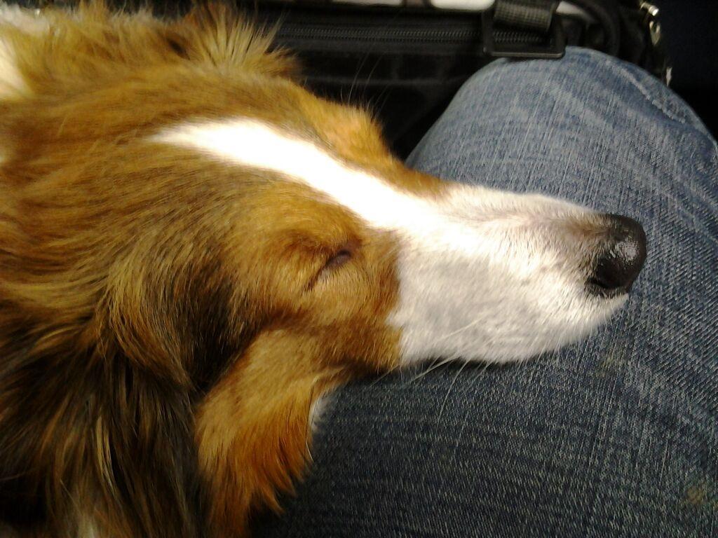 Shetland sheepdog Frida billede 6