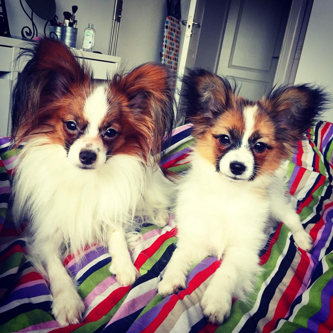 Papillon Nellie billede 15