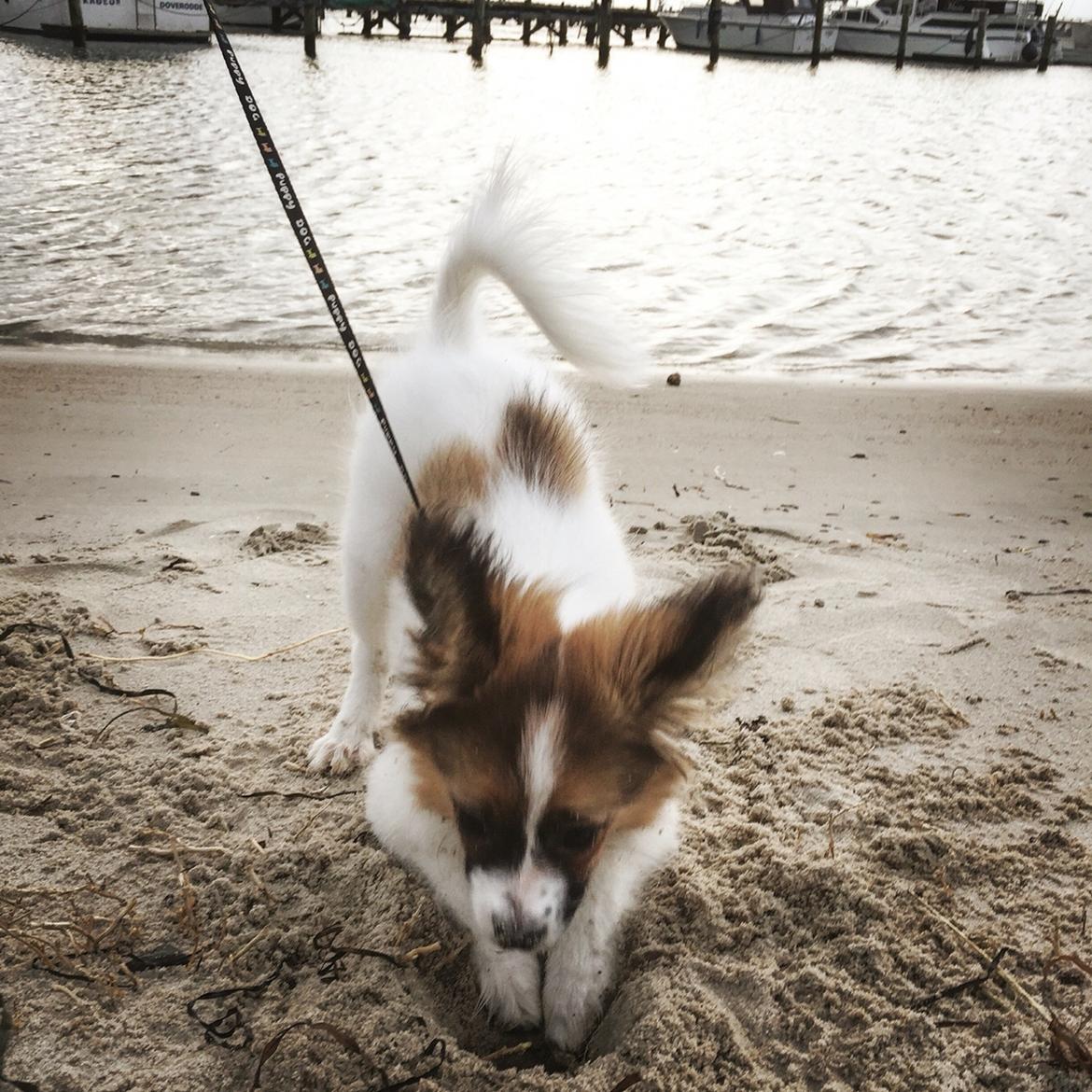 Papillon Nellie billede 17