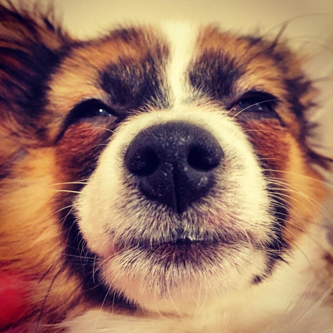 Papillon Nellie billede 18