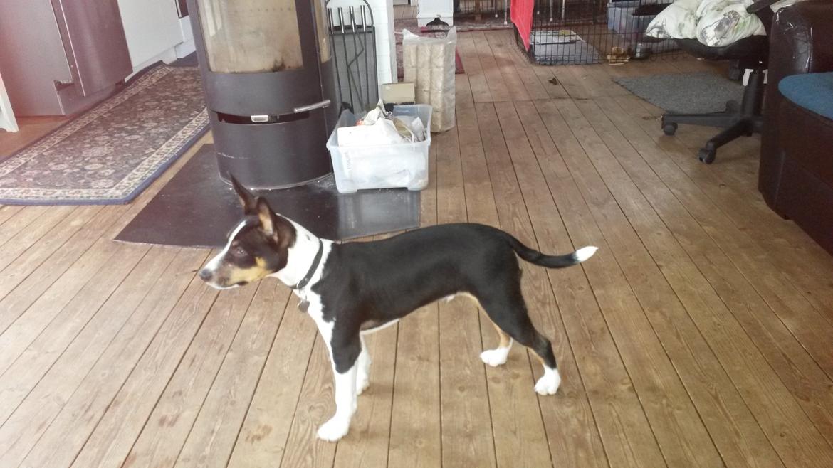 Rat Terrier Solgaards Baloo billede 5