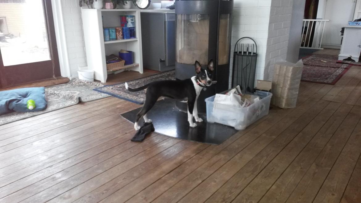 Rat Terrier Solgaards Baloo billede 14