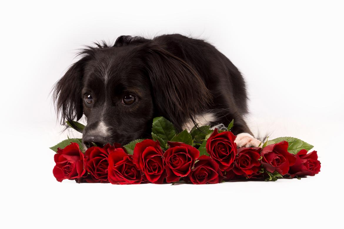 Blanding af racer Superhunden Molly - Foto: Ragno Nero Merox - Be My Valentine billede 8