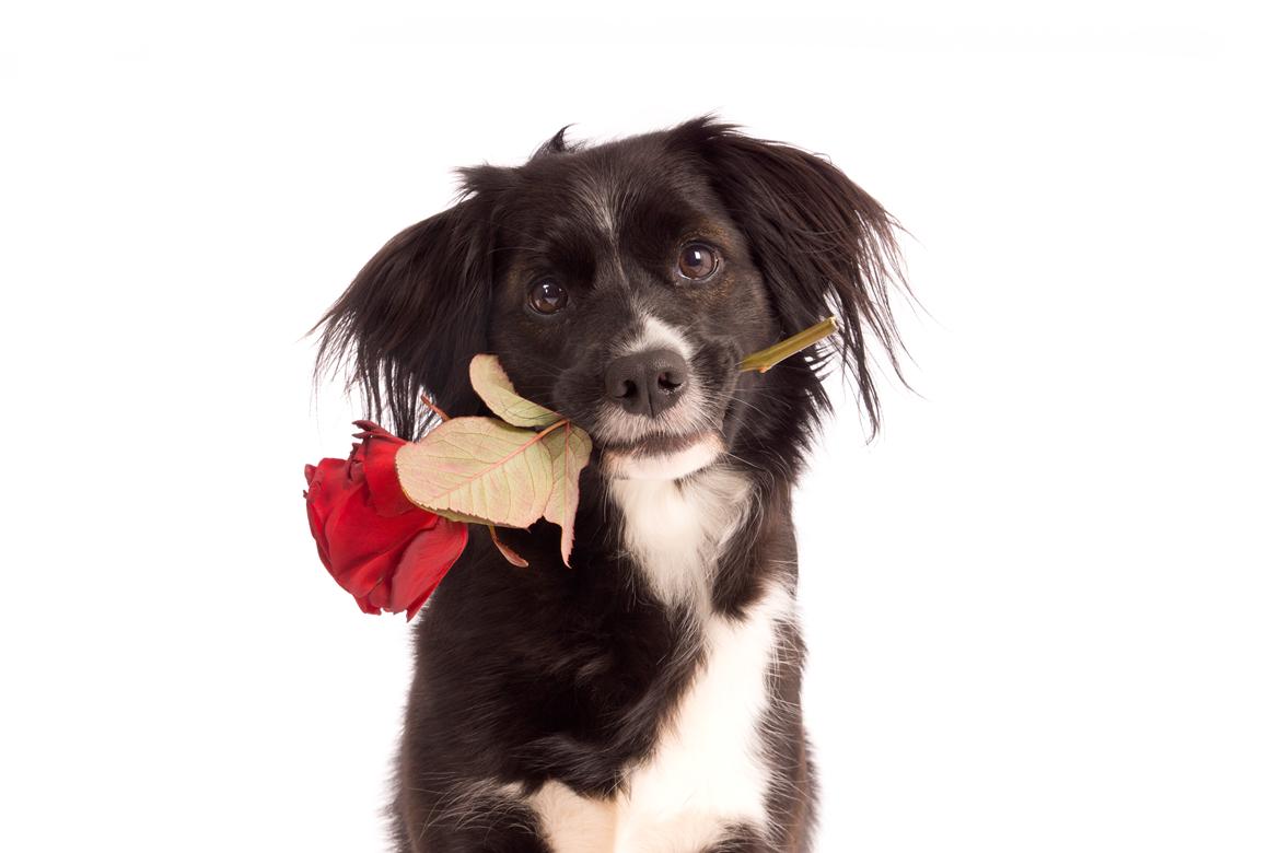 Blanding af racer Superhunden Molly billede 34