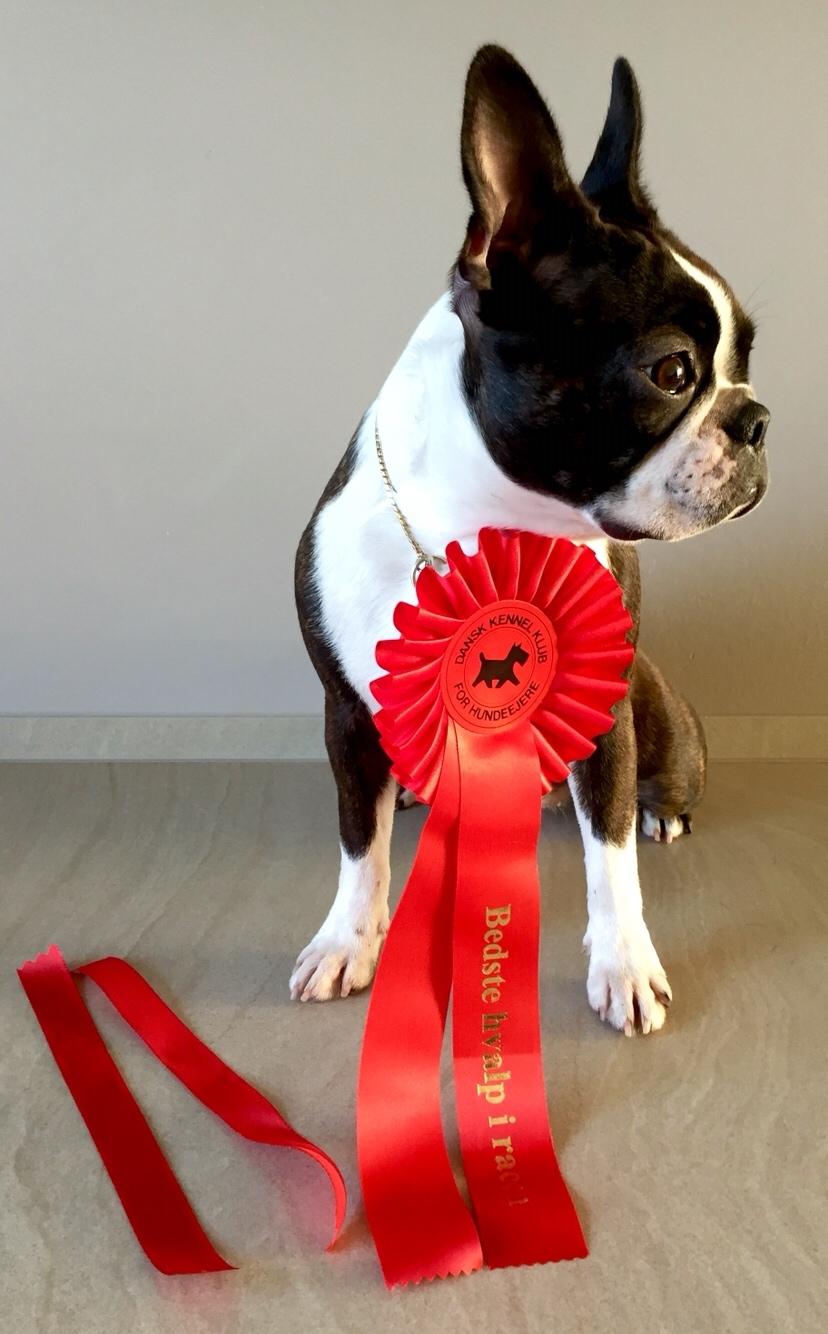 Boston terrier Dream of Jana vom Greifenring billede 5
