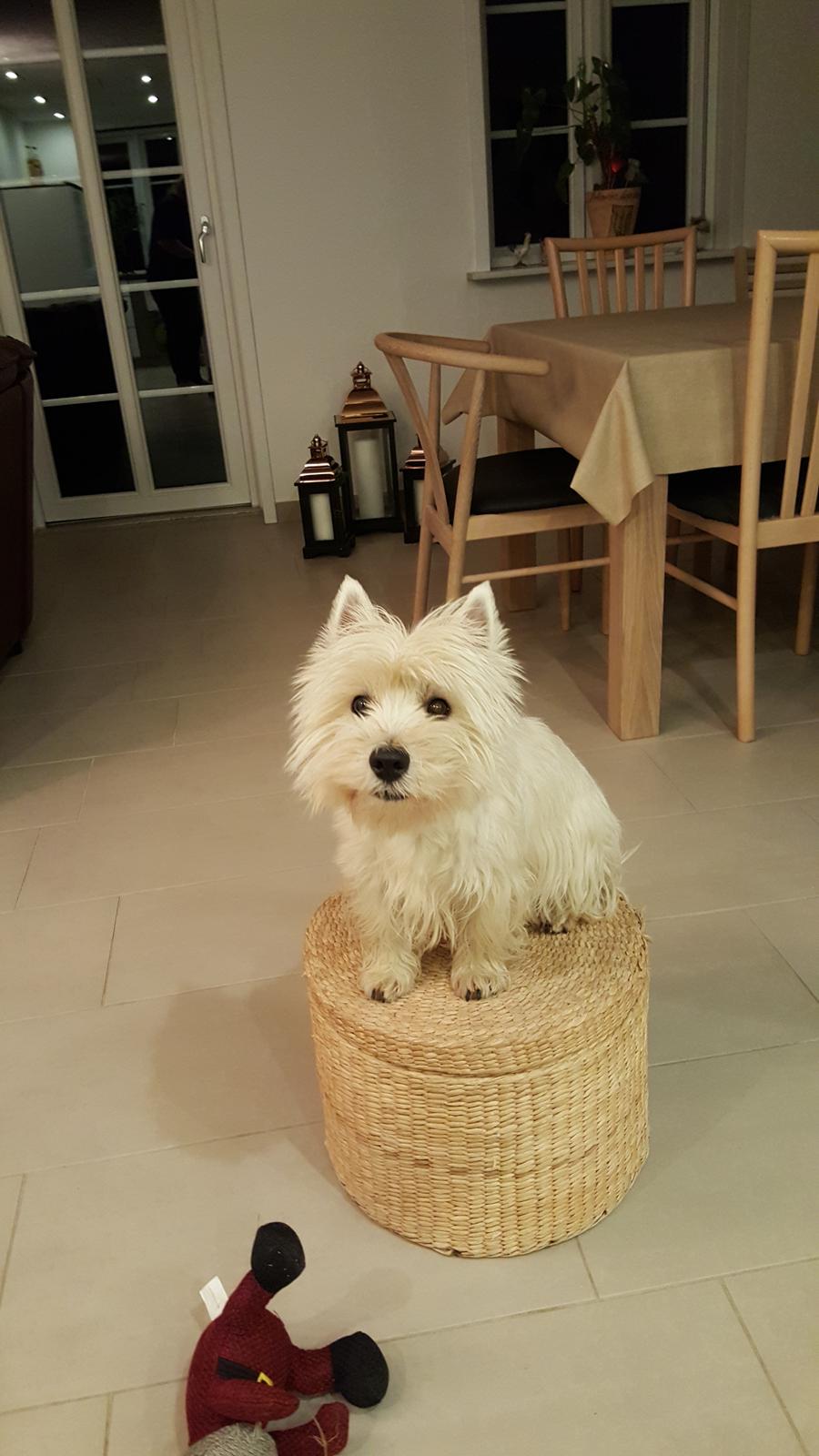 West highland white terrier Dipsy  billede 2