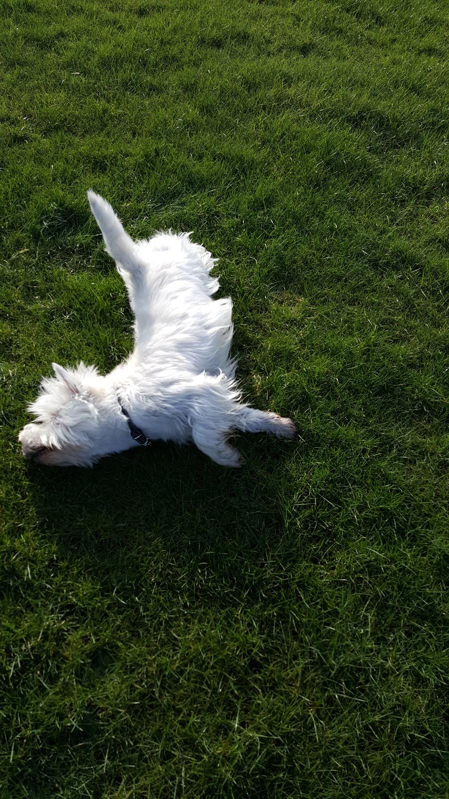 West highland white terrier Dipsy  billede 3