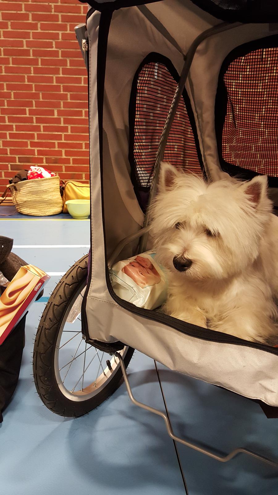 West highland white terrier Dipsy  billede 4