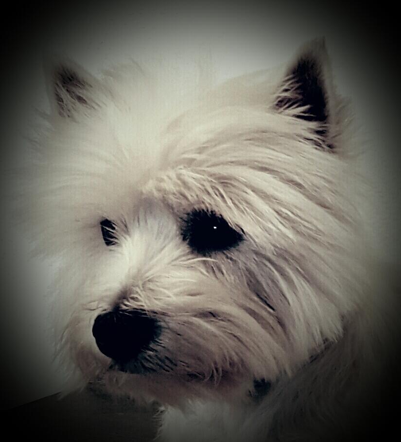 West highland white terrier Dipsy  billede 5
