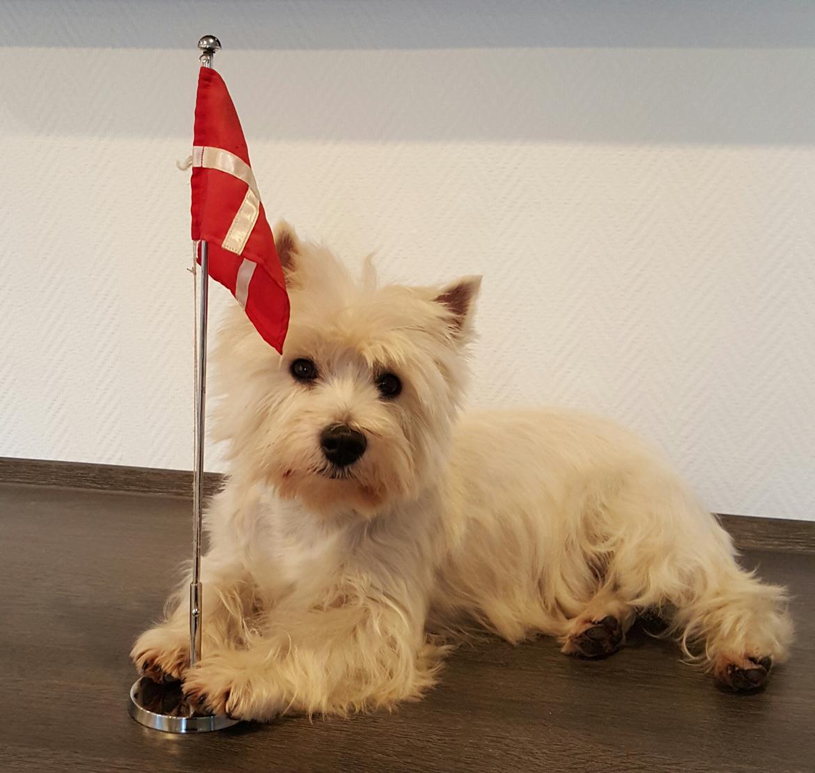 West highland white terrier Dipsy  billede 6