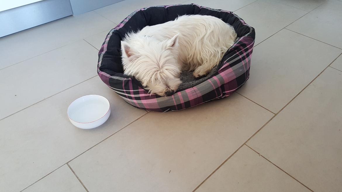 West highland white terrier Dipsy  billede 7