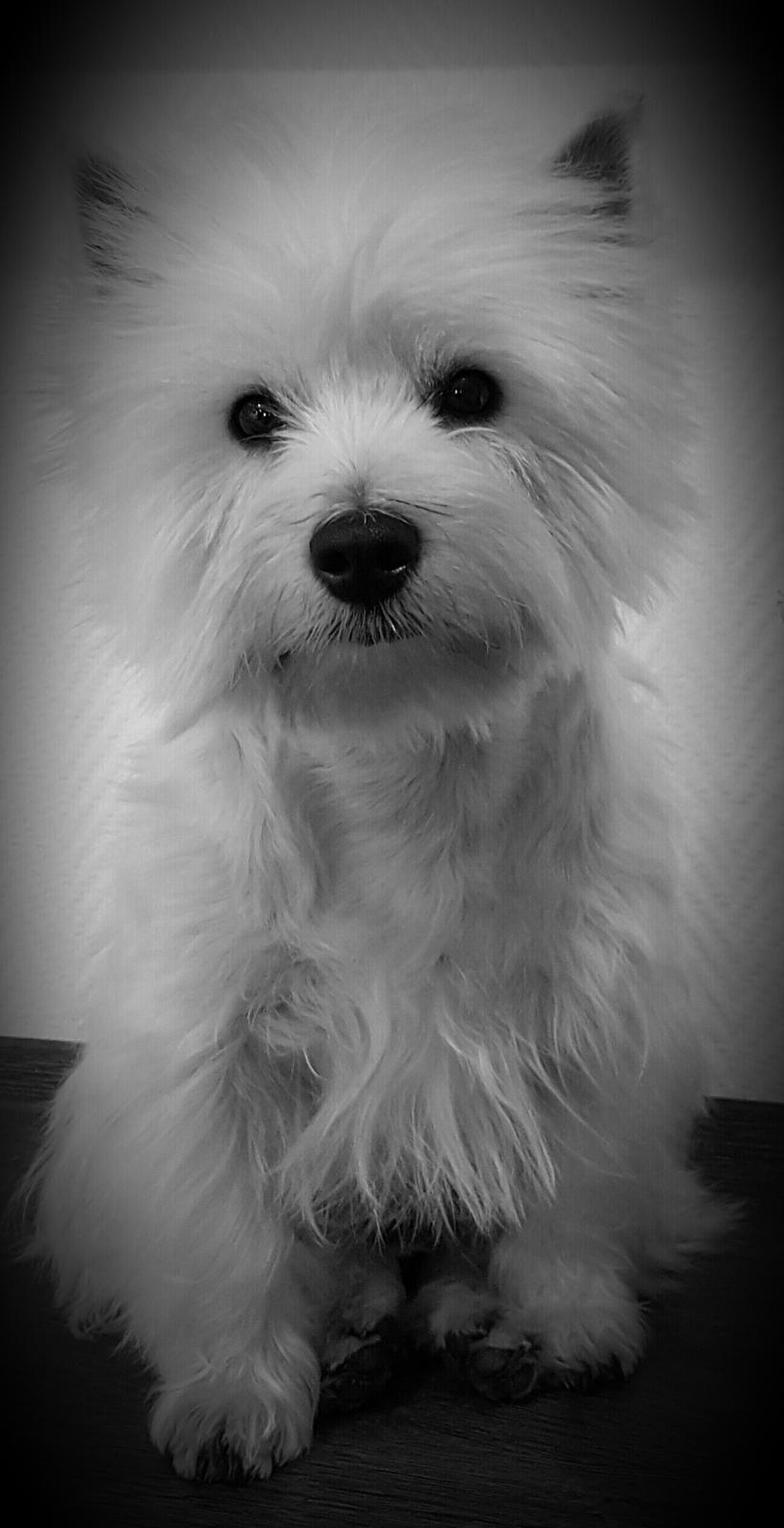 West highland white terrier Dipsy  billede 1