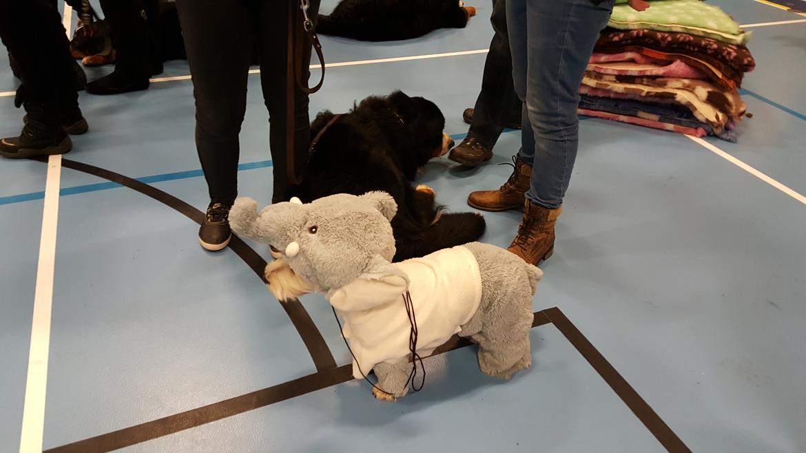 West highland white terrier Dipsy  billede 8
