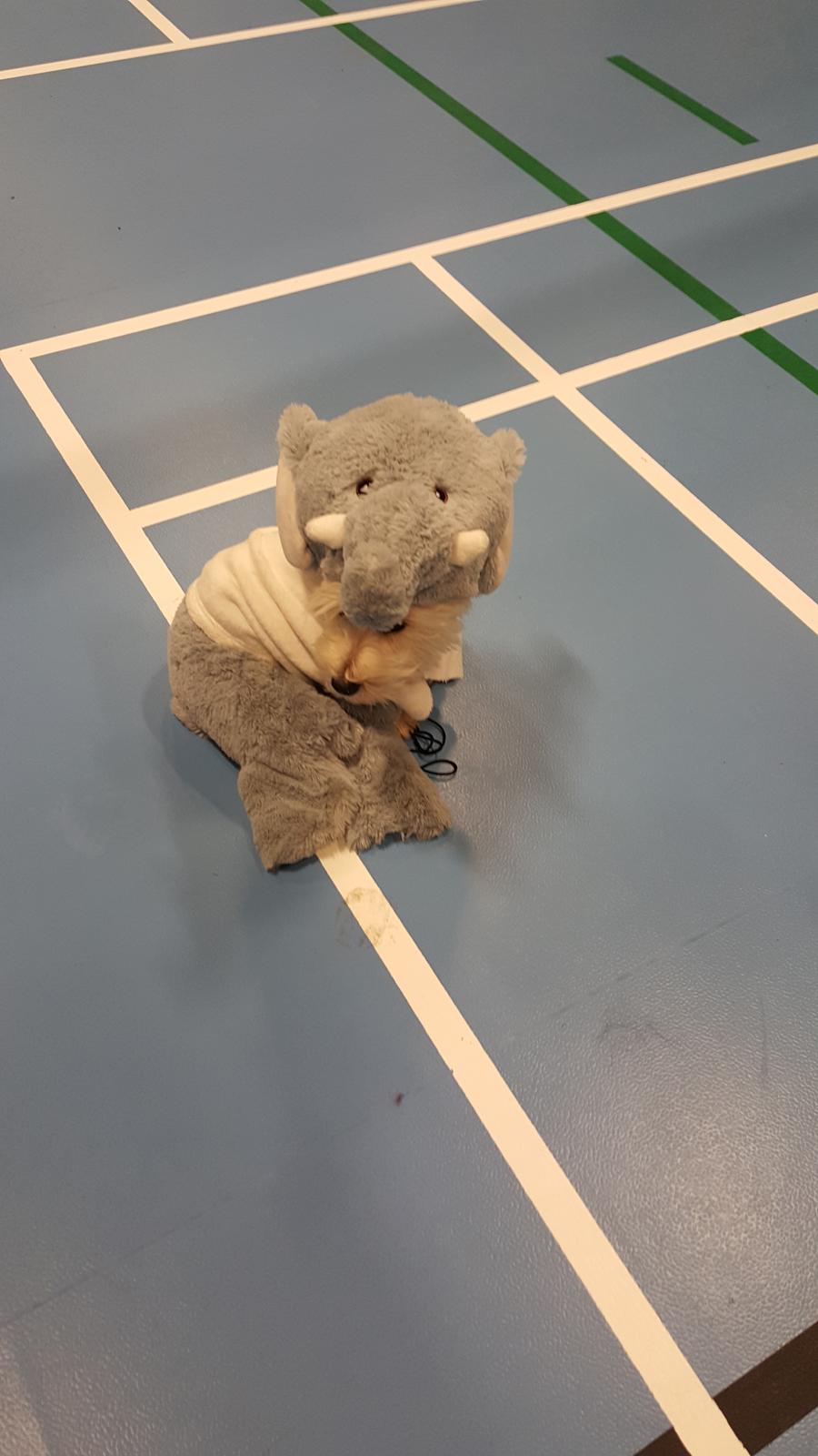 West highland white terrier Dipsy  billede 9