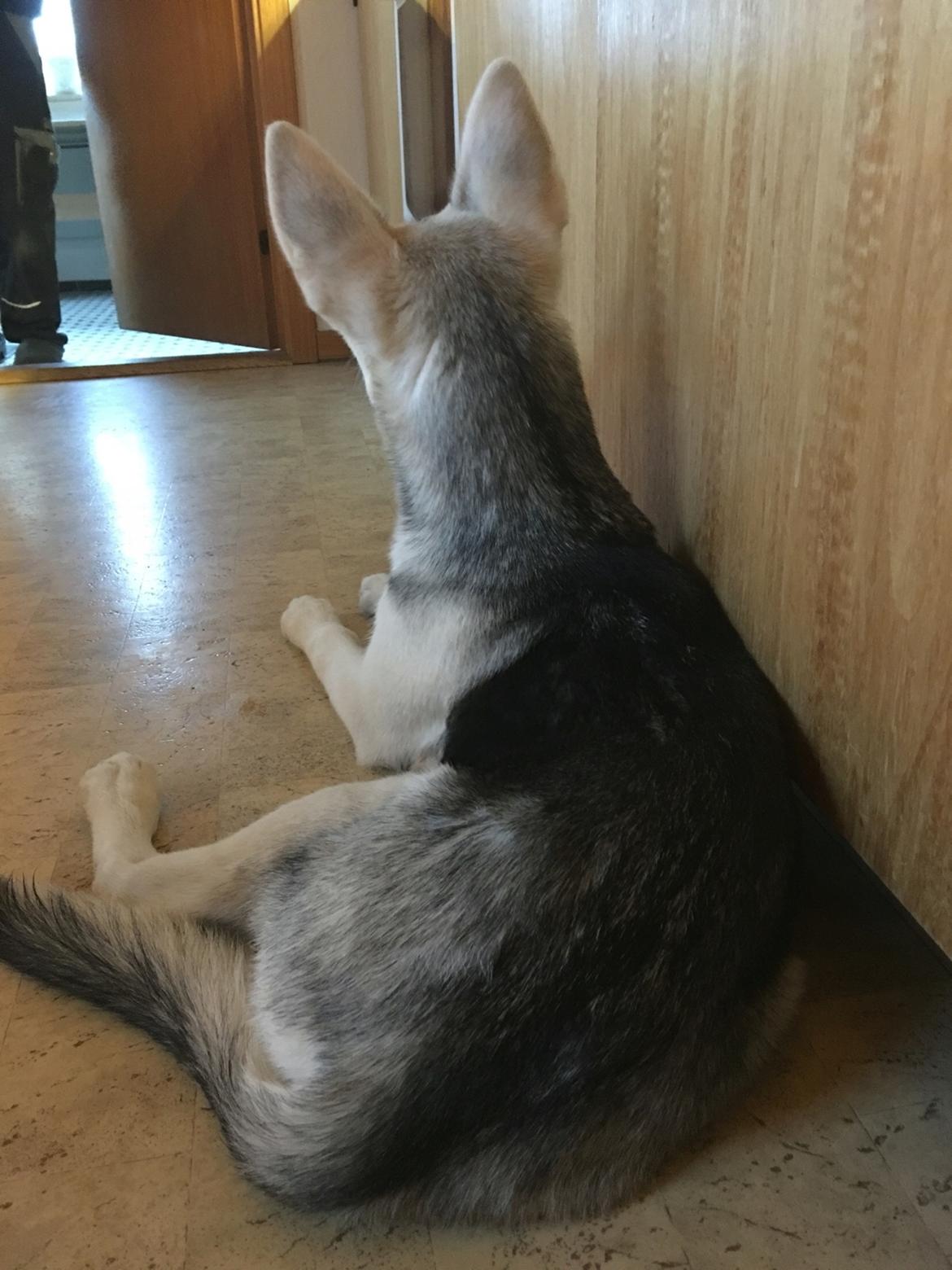 Alaskan husky Skæbnens Cille *RIP* billede 1