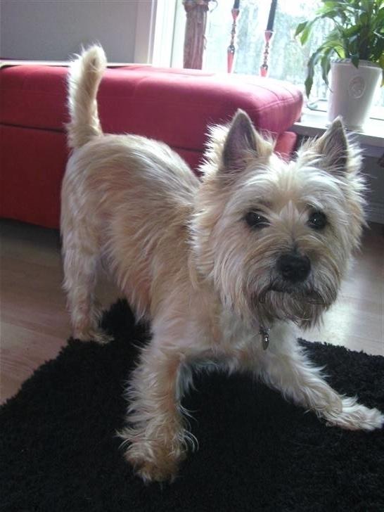 Cairn terrier Luigi billede 2