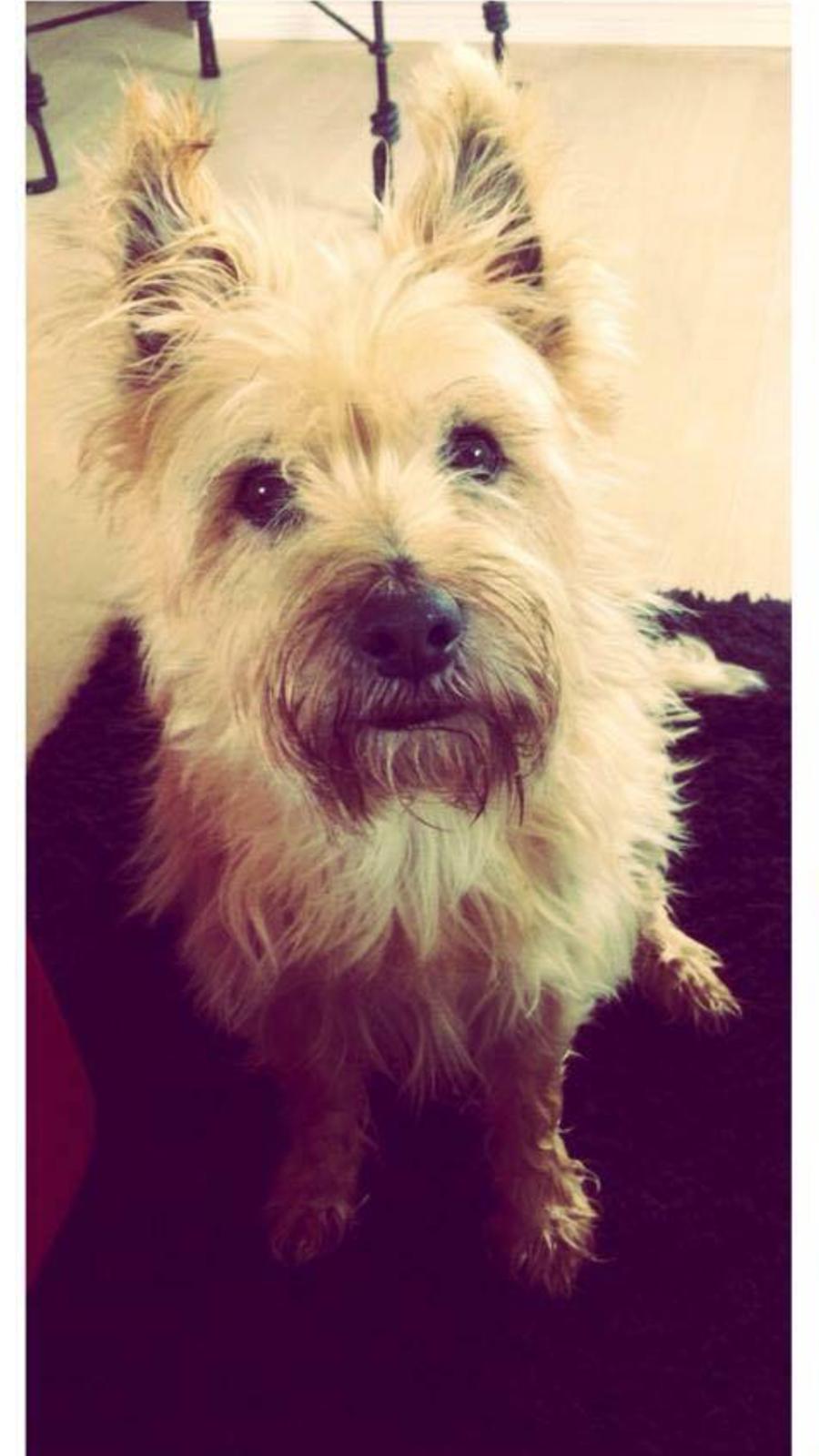 Cairn terrier Luigi billede 10