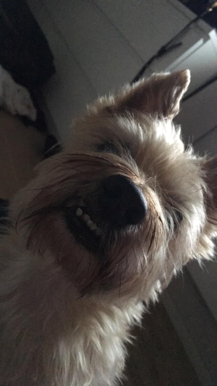 Cairn terrier Luigi billede 14